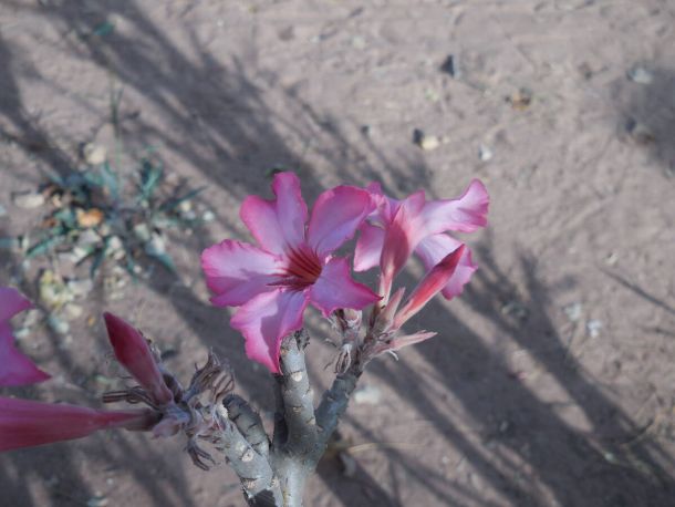 I giovani africani: non minaccia ma speranza
